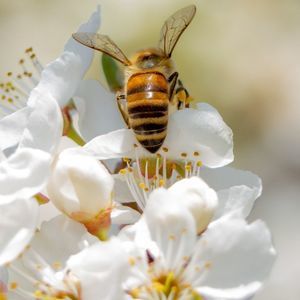 Meet your Posher, Chrissy